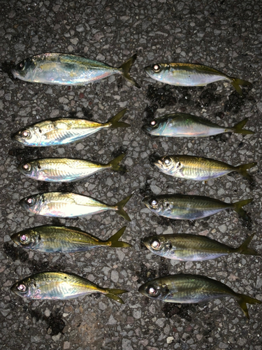 アジの釣果