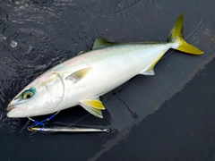 イナダの釣果