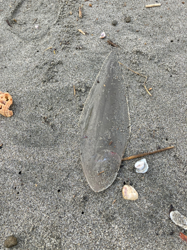 シタビラメの釣果