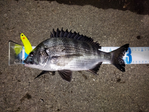 クロダイの釣果