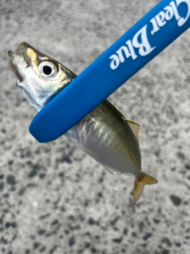 アオアジの釣果