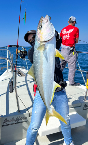 ヒラマサの釣果