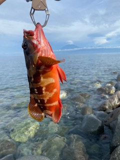 アカハタの釣果