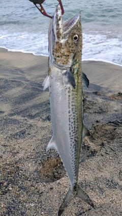 サゴシの釣果