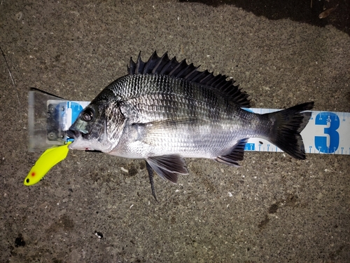 クロダイの釣果