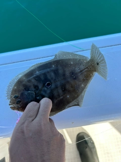 タマガンゾウビラメの釣果