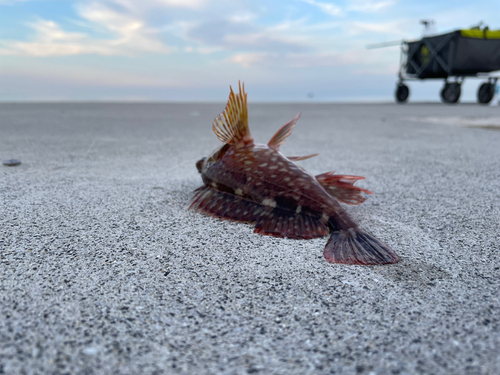 ガシラの釣果