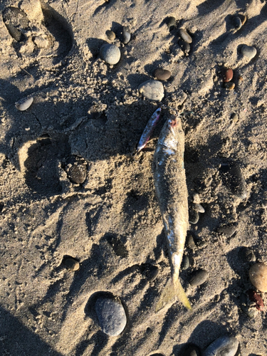 サバの釣果