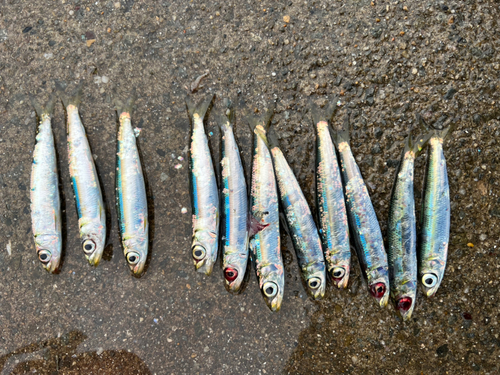 ウルメイワシの釣果