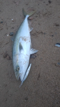 ハマチの釣果