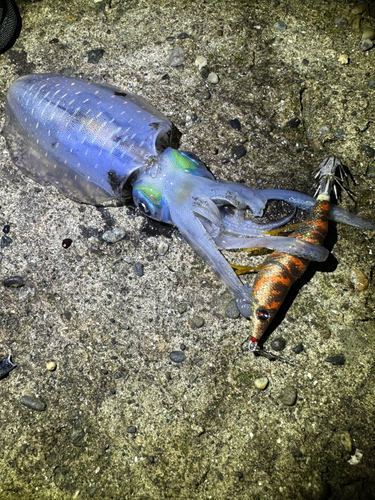 アオリイカの釣果