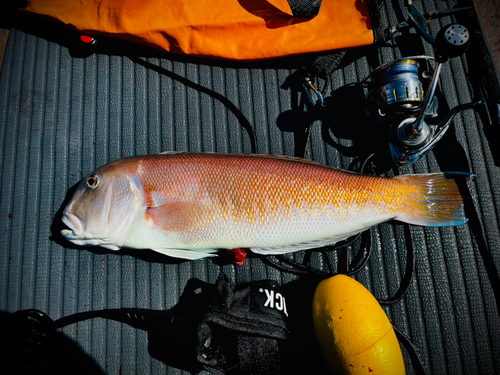 シロアマダイの釣果