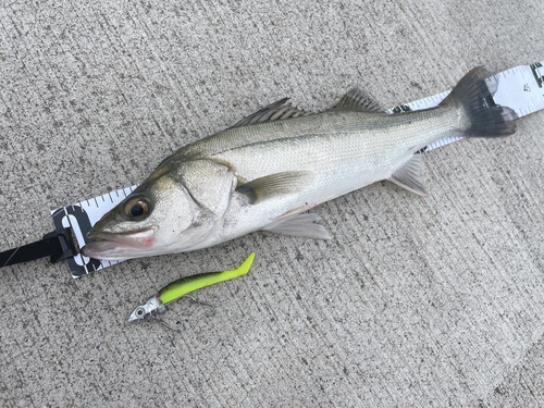 シーバスの釣果