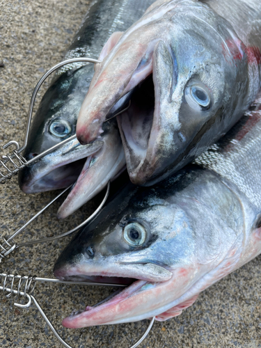 サケの釣果