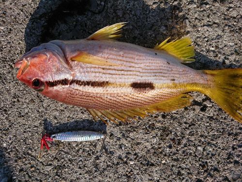 ヨコスジフエダイの釣果