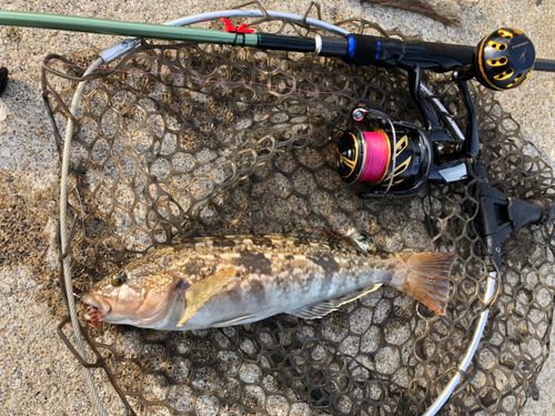 アイナメの釣果