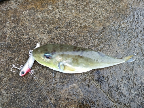 フグの釣果