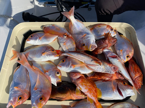 レンコダイの釣果