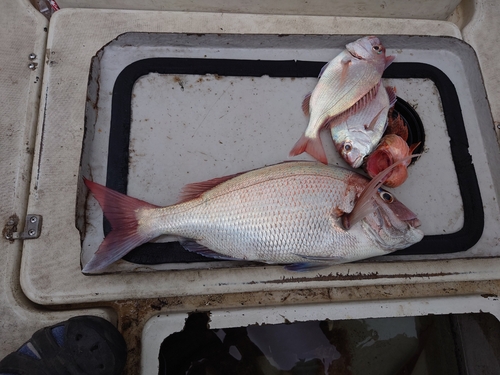 タイの釣果