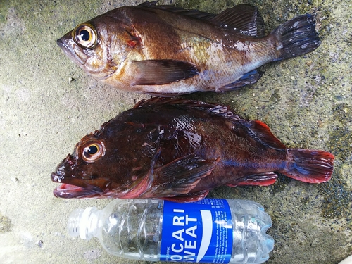 メバルの釣果