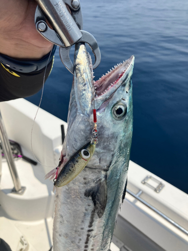 サワラの釣果