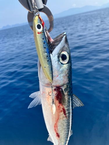 サバの釣果