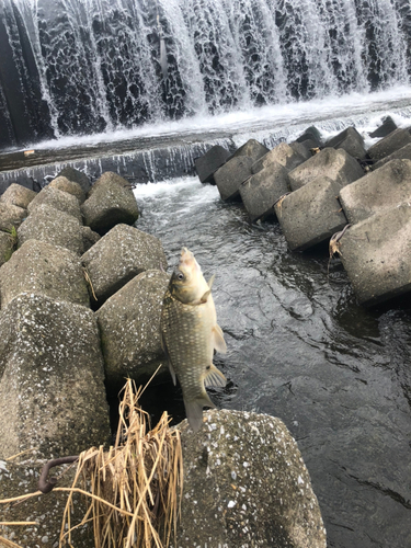 フナの釣果