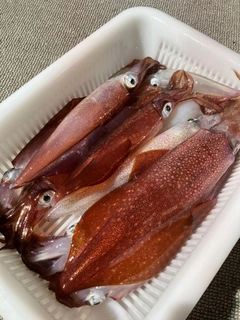 ケンサキイカの釣果