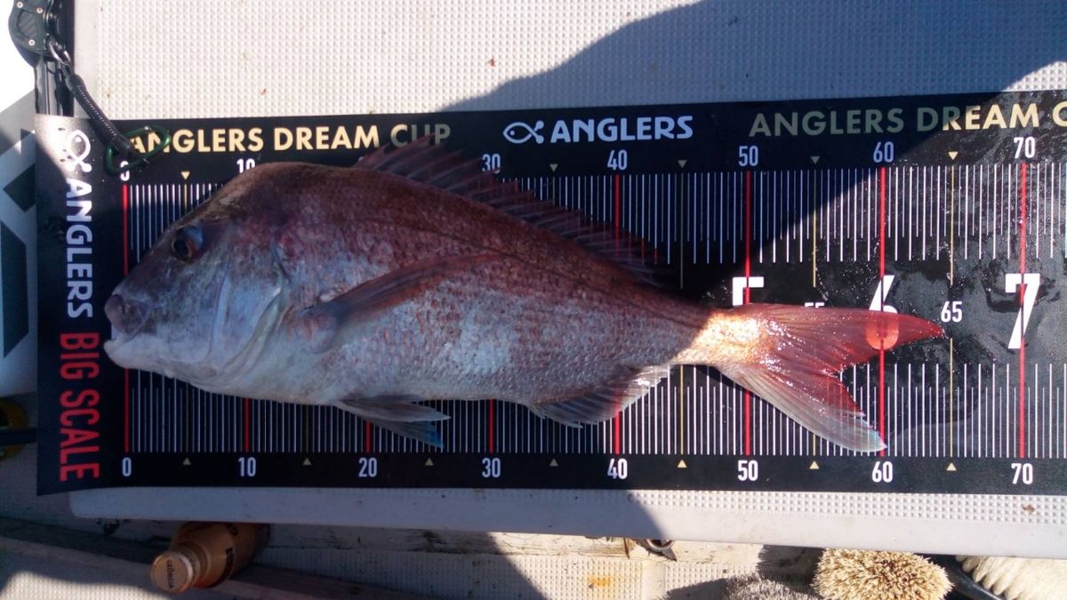 釣りバカ‼️さんの釣果 3枚目の画像