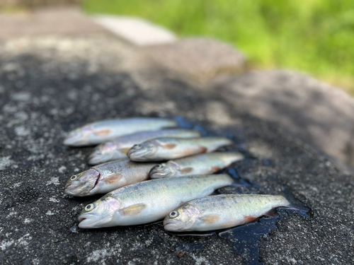 ニジマスの釣果