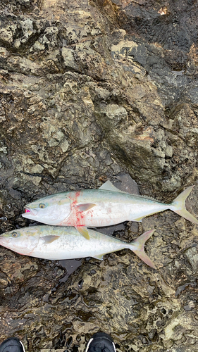 ブリの釣果