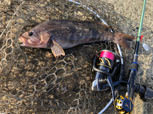 アイナメの釣果