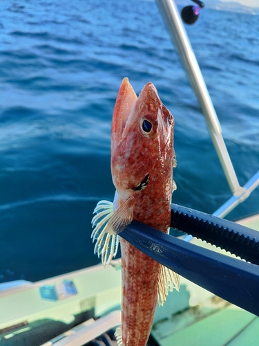 エソの釣果