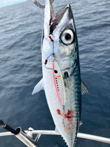 サバの釣果