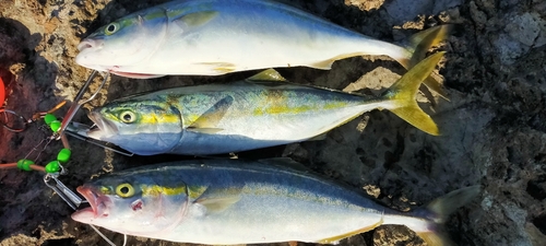 イナダの釣果