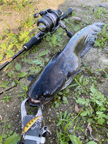 ナマズの釣果