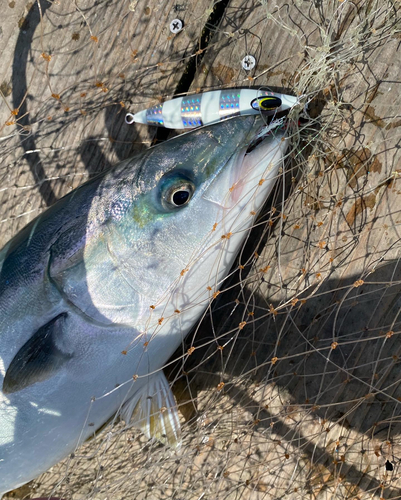 イナダの釣果