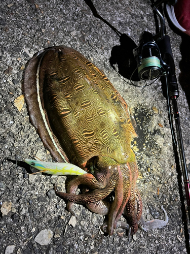 コウイカの釣果