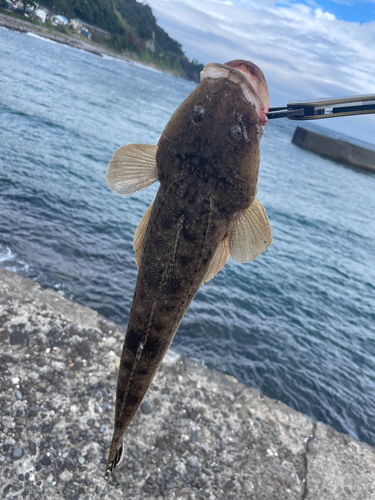 マゴチの釣果