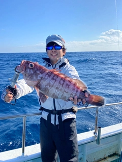 マハタの釣果