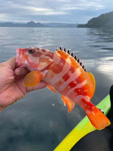 アカハタの釣果