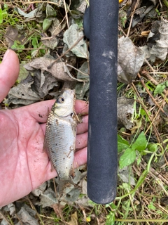 ノゴイの釣果