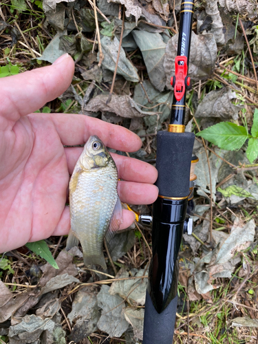 ヘラブナの釣果