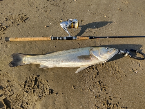 スズキの釣果