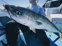 ブリの釣果