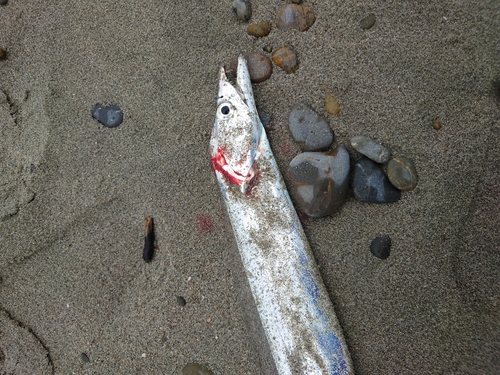 タチウオの釣果