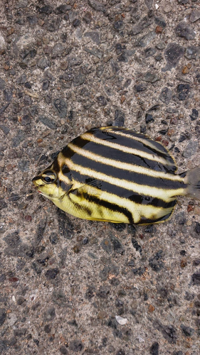 カゴカキダイの釣果