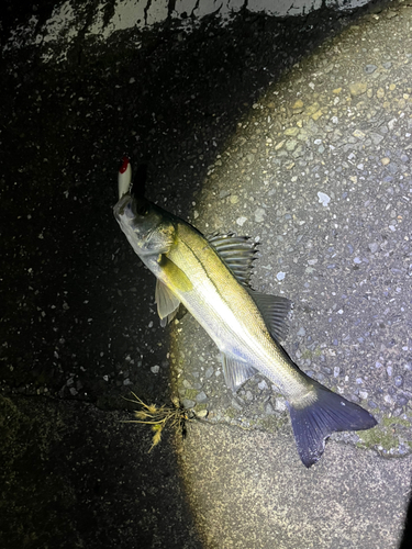 シーバスの釣果