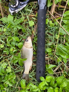 ノゴイの釣果