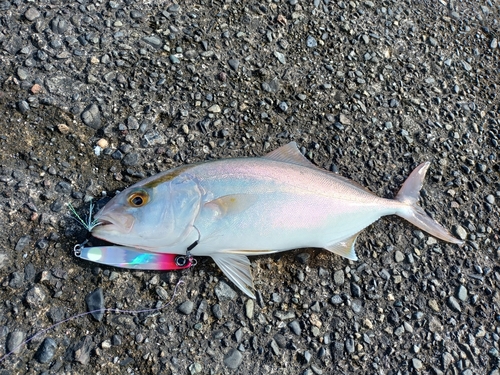 ショゴの釣果